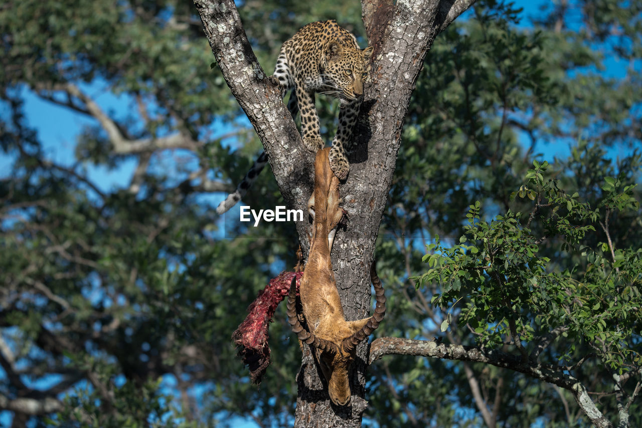 Low angle view of leopard with dead deer on tree