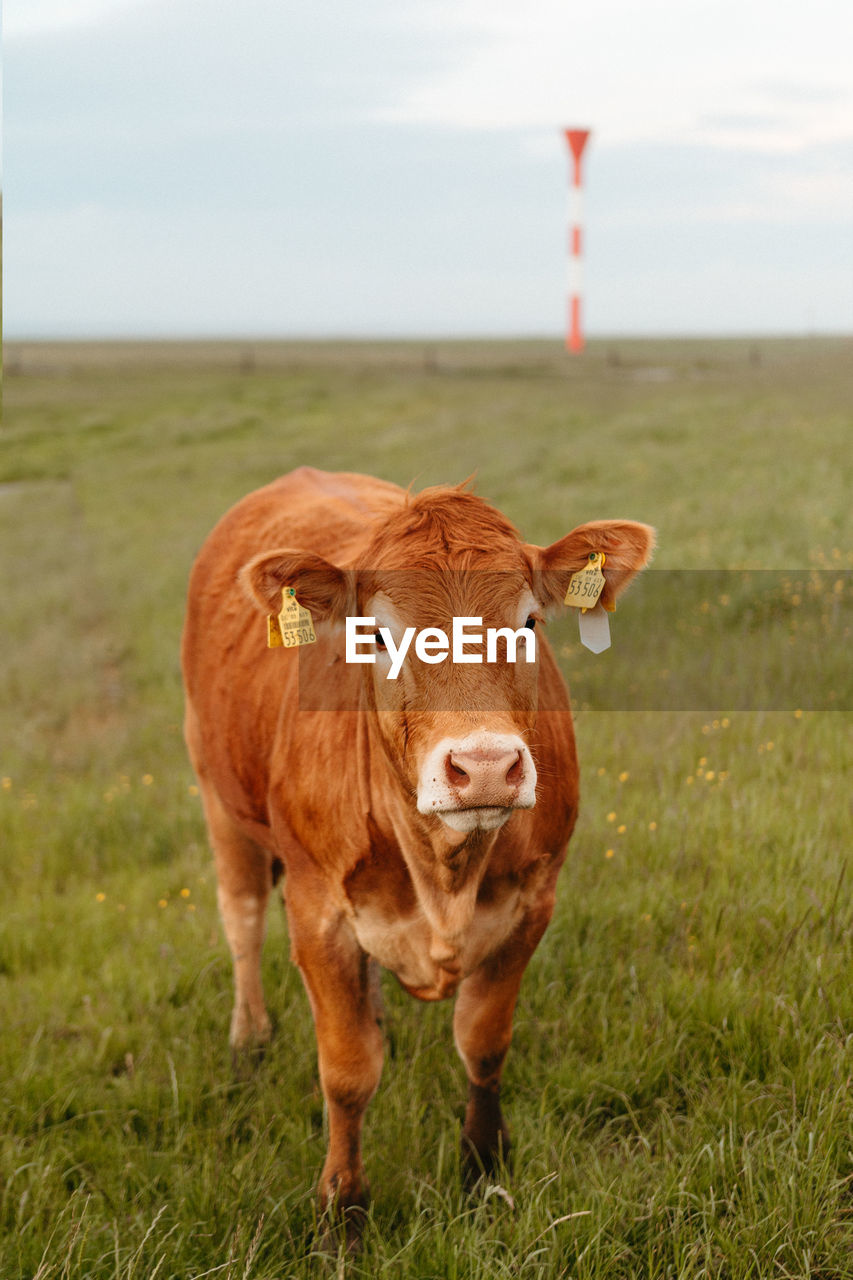 PORTRAIT OF A COW ON FIELD