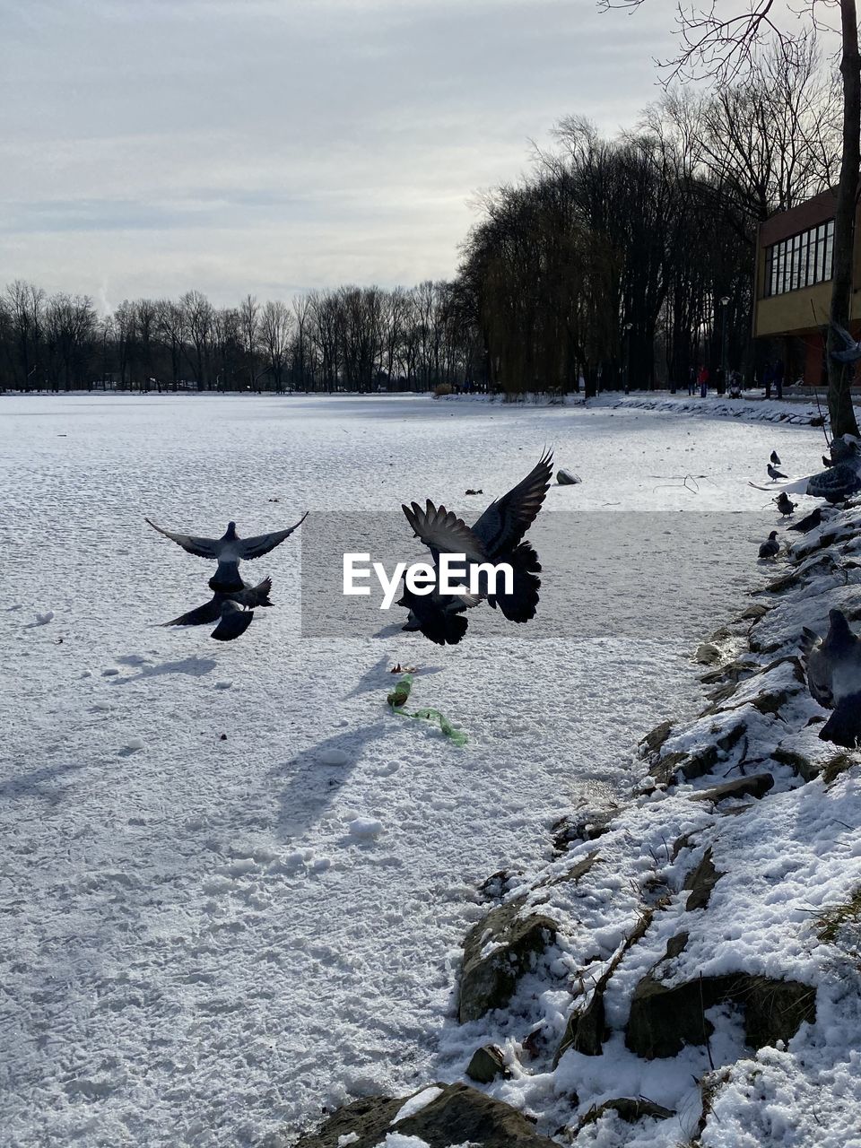 VIEW OF BIRDS IN SNOW