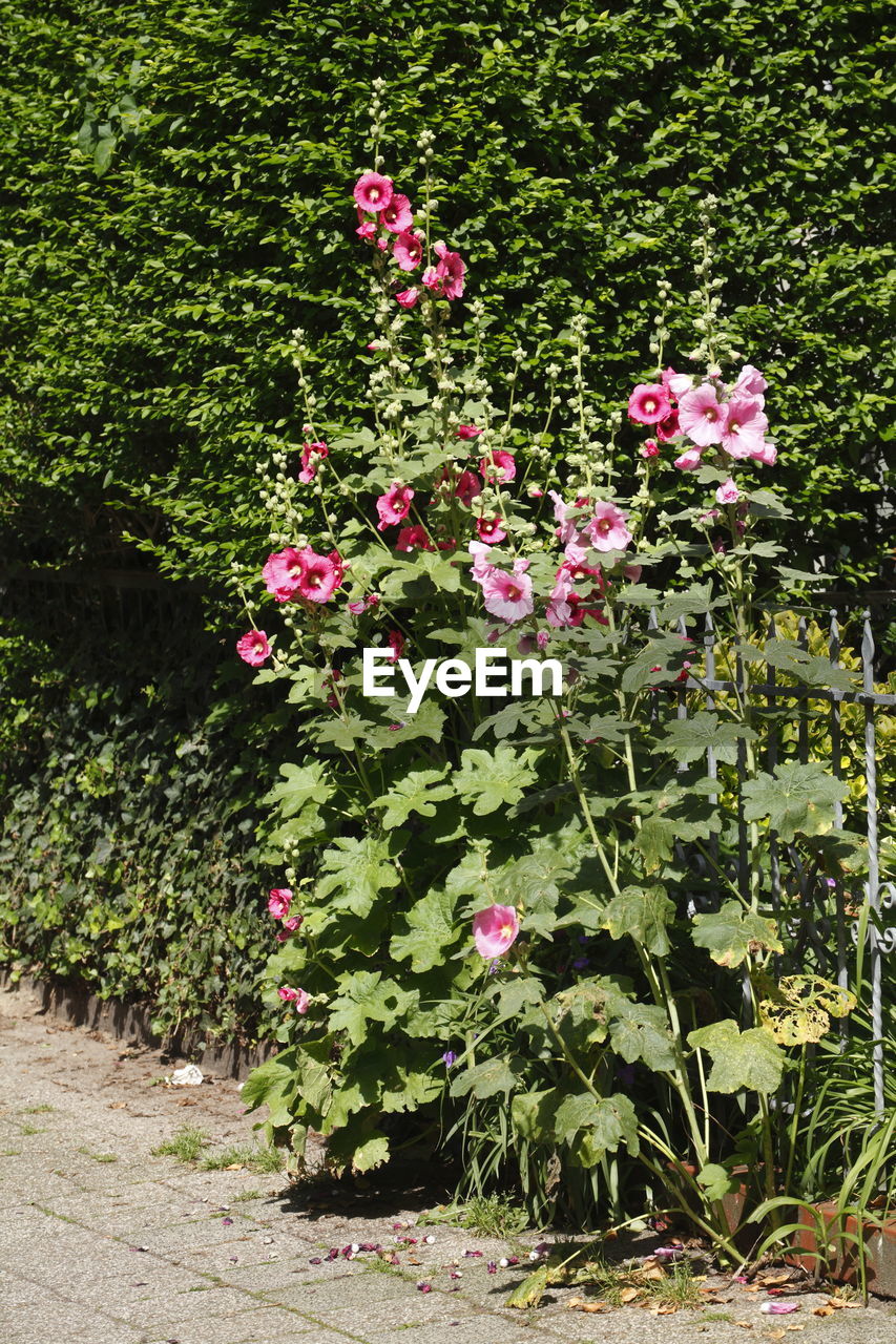 PINK FLOWERS GROWING IN PLANT