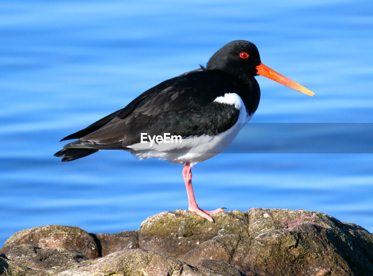 CLOSE-UP OF BIRD PERCHING ON ROCK AGAINST BLUE SKY