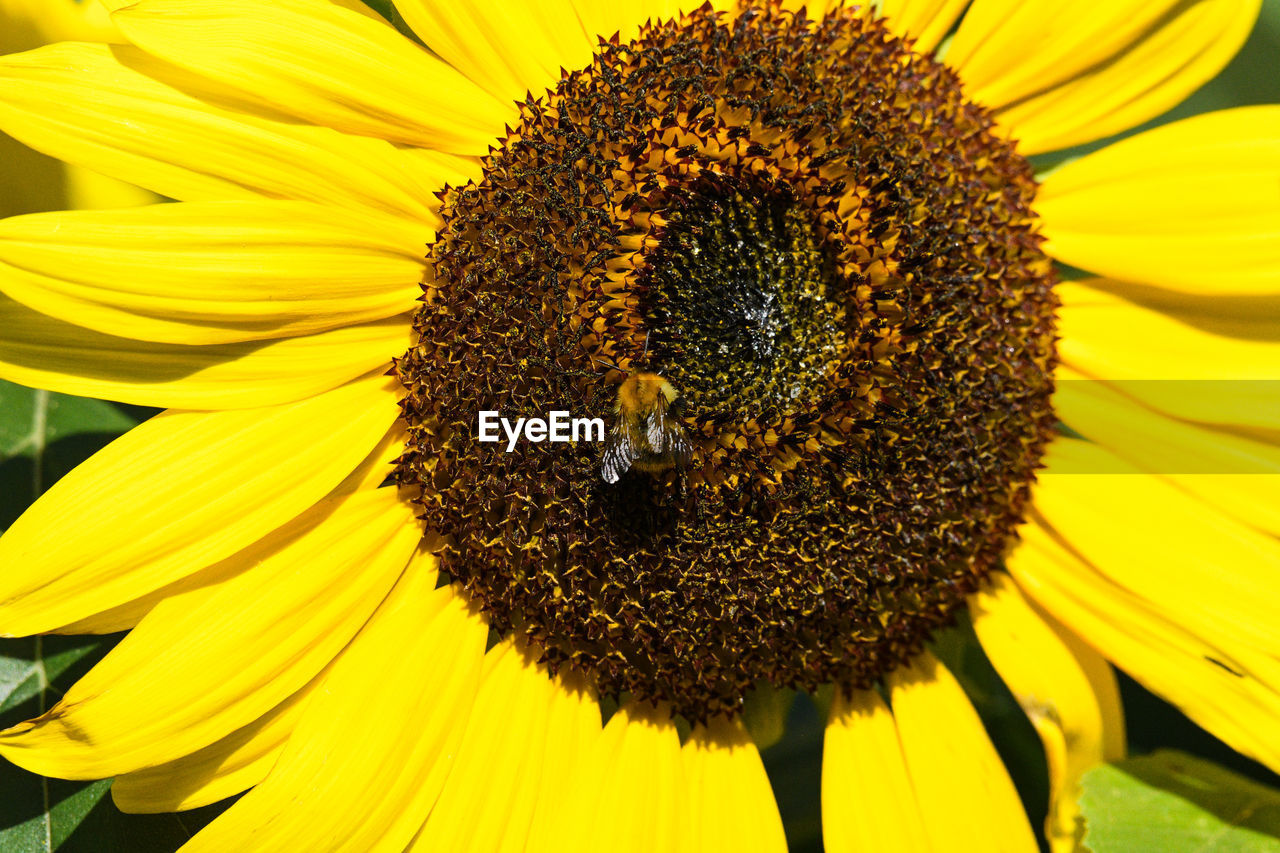 EXTREME CLOSE-UP OF BEE ON SUNFLOWER