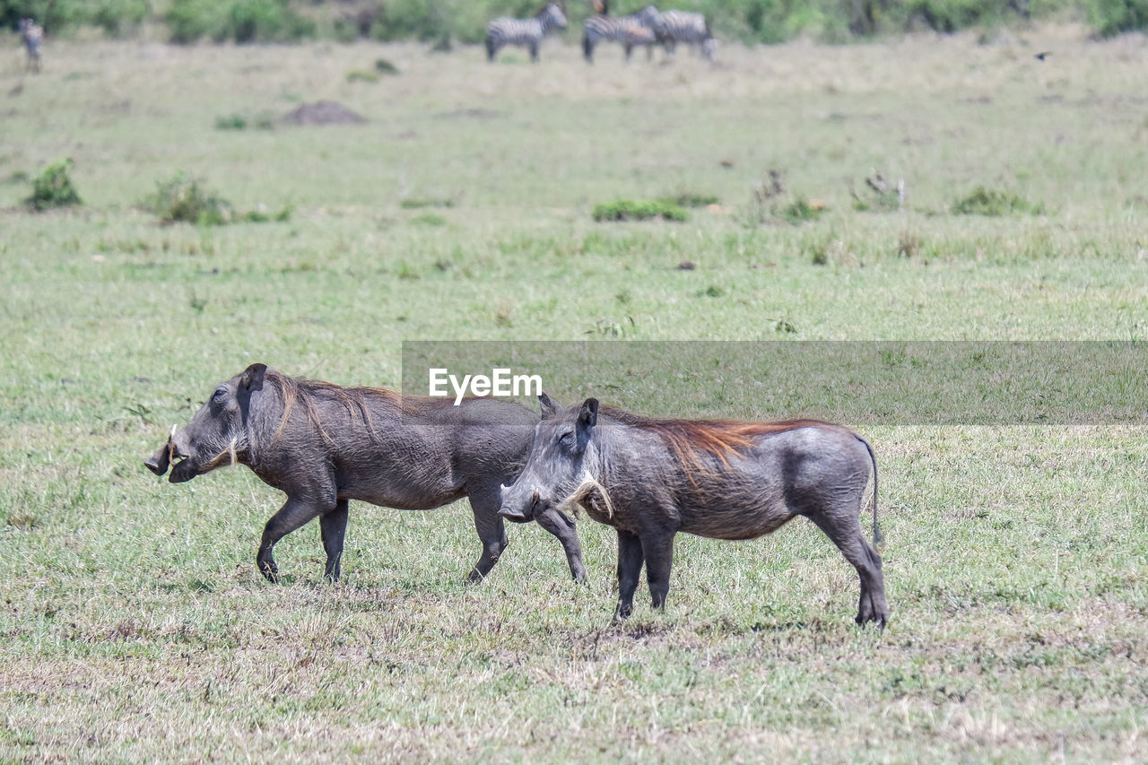 animal, animal themes, animal wildlife, wildlife, warthog, mammal, group of animals, safari, grass, herd, no people, pasture, grazing, two animals, tourism, nature, plant, grassland, travel destinations, side view, wildebeest, outdoors, full length, day, plain, mustang horse, environment