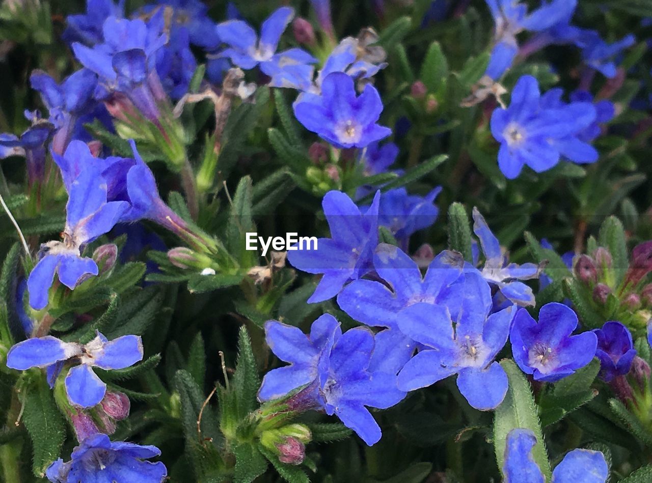 CLOSE-UP OF PURPLE FLOWERS BLOOMING