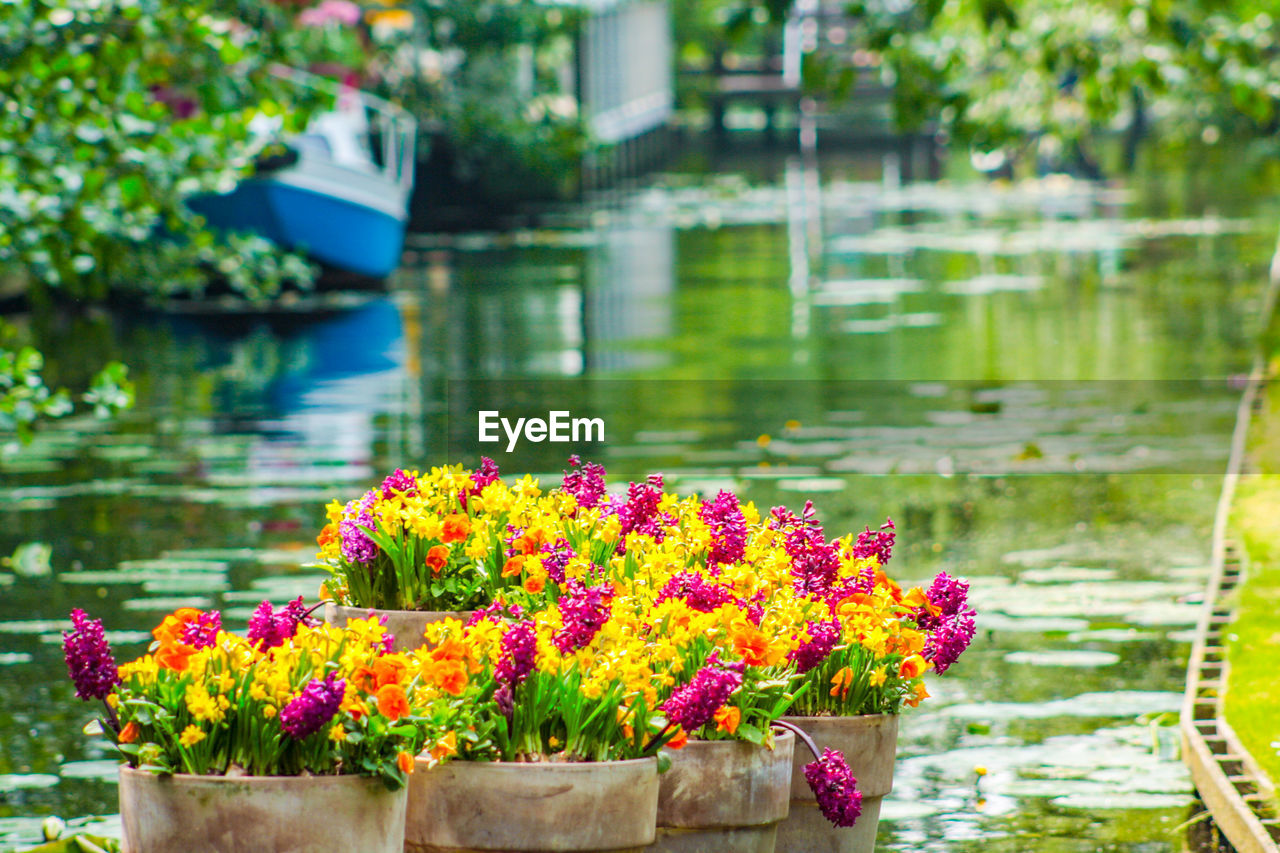 Scene from keukenhof park, netherlands