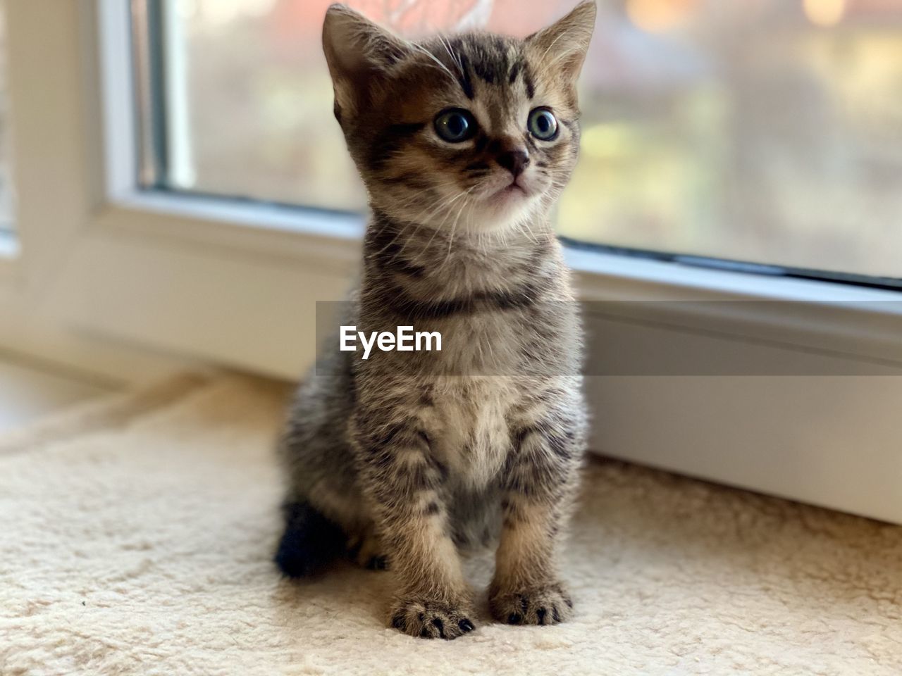 PORTRAIT OF KITTEN SITTING ON FLOOR AT HOME