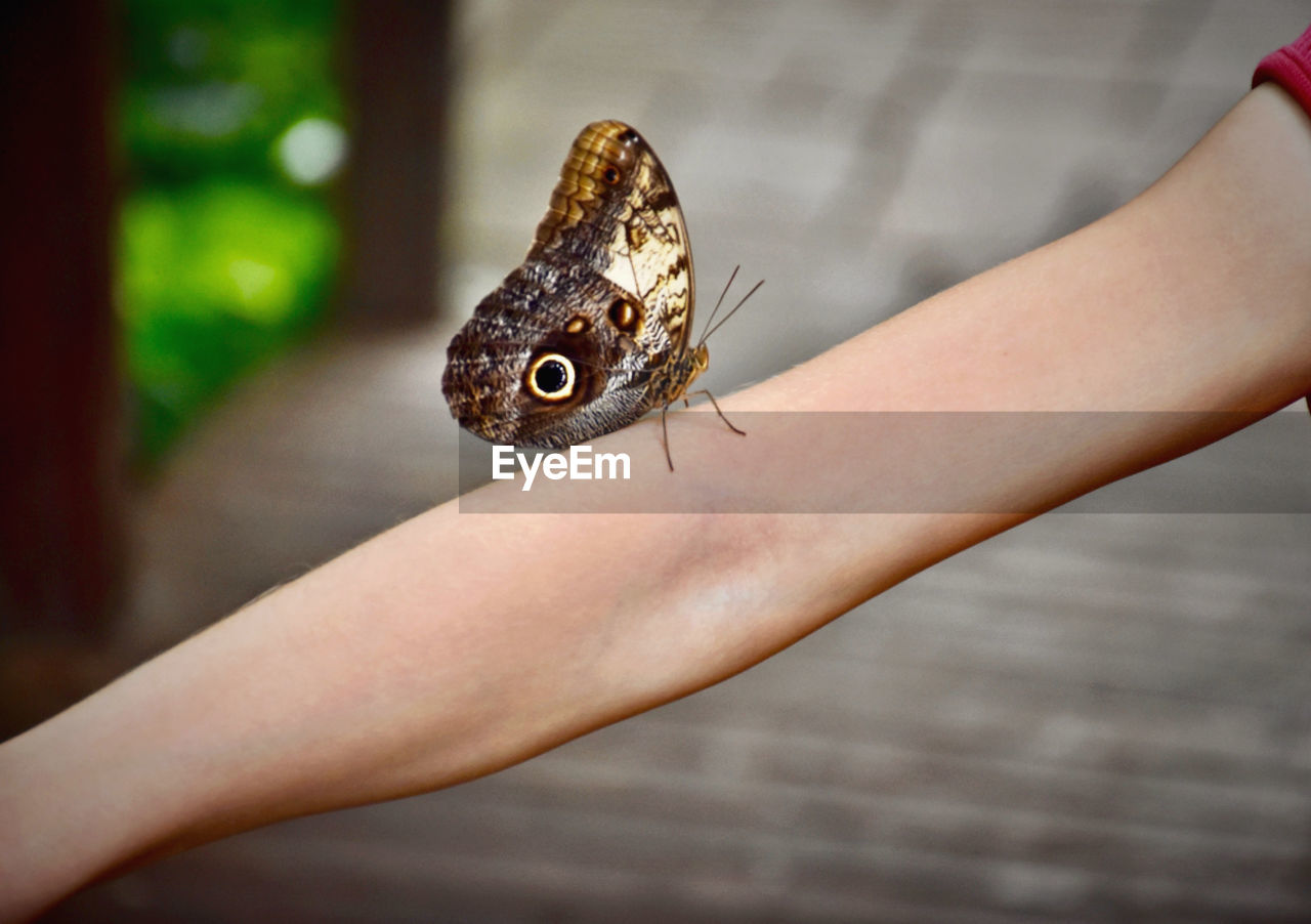CLOSE-UP OF PERSON HAND HOLDING BUTTERFLY