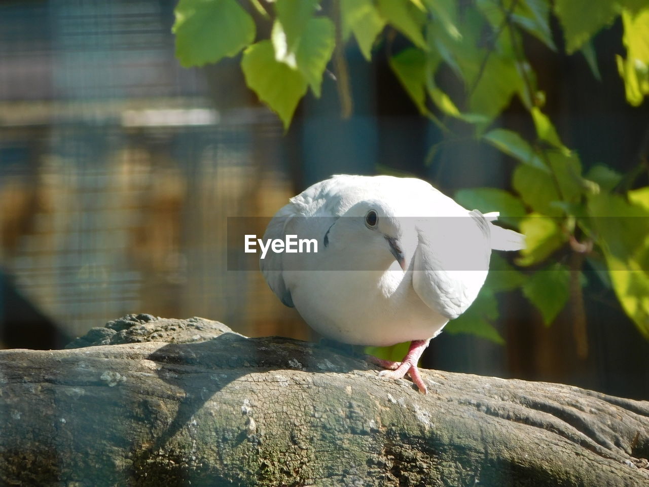 CLOSE-UP OF SEAGULL PERCHING ON LEAF OUTDOORS