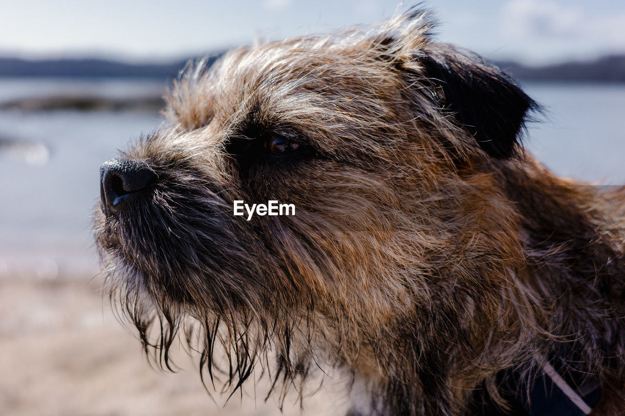 Close-up of border terrier dog