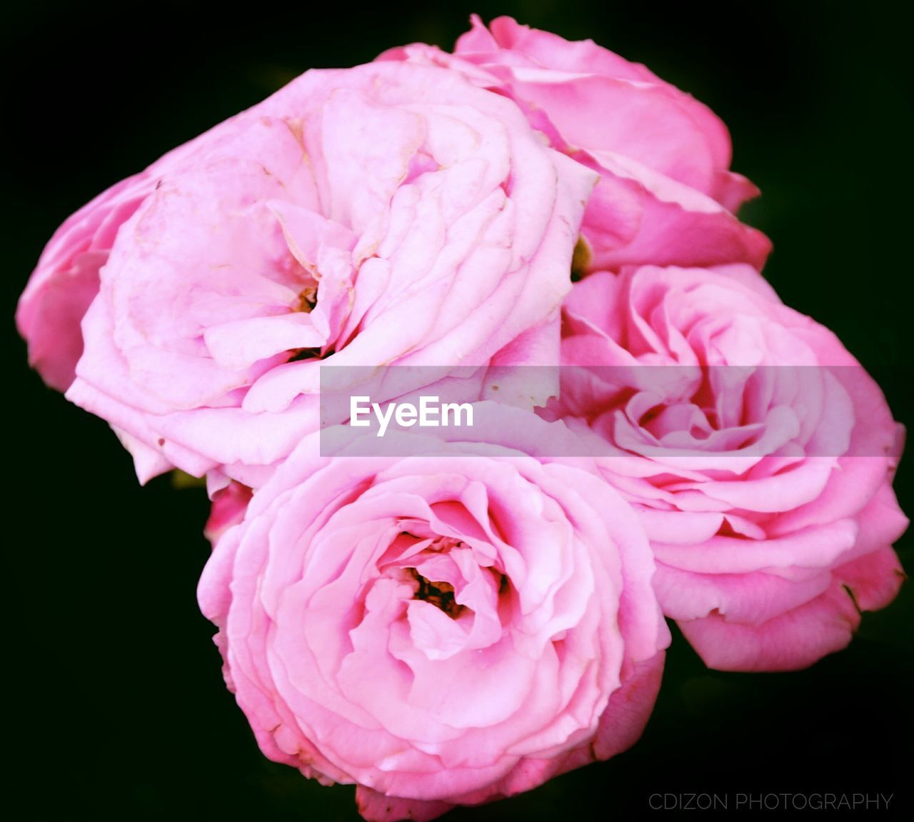 CLOSE-UP OF PINK PEONY AGAINST BLACK BACKGROUND