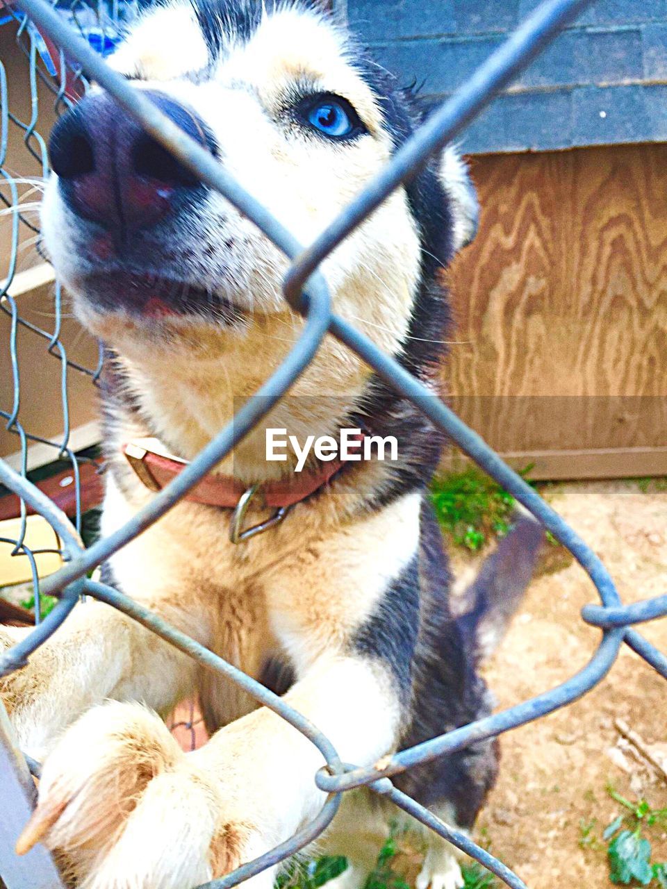 CLOSE-UP OF DOG PEEKING THROUGH FENCE