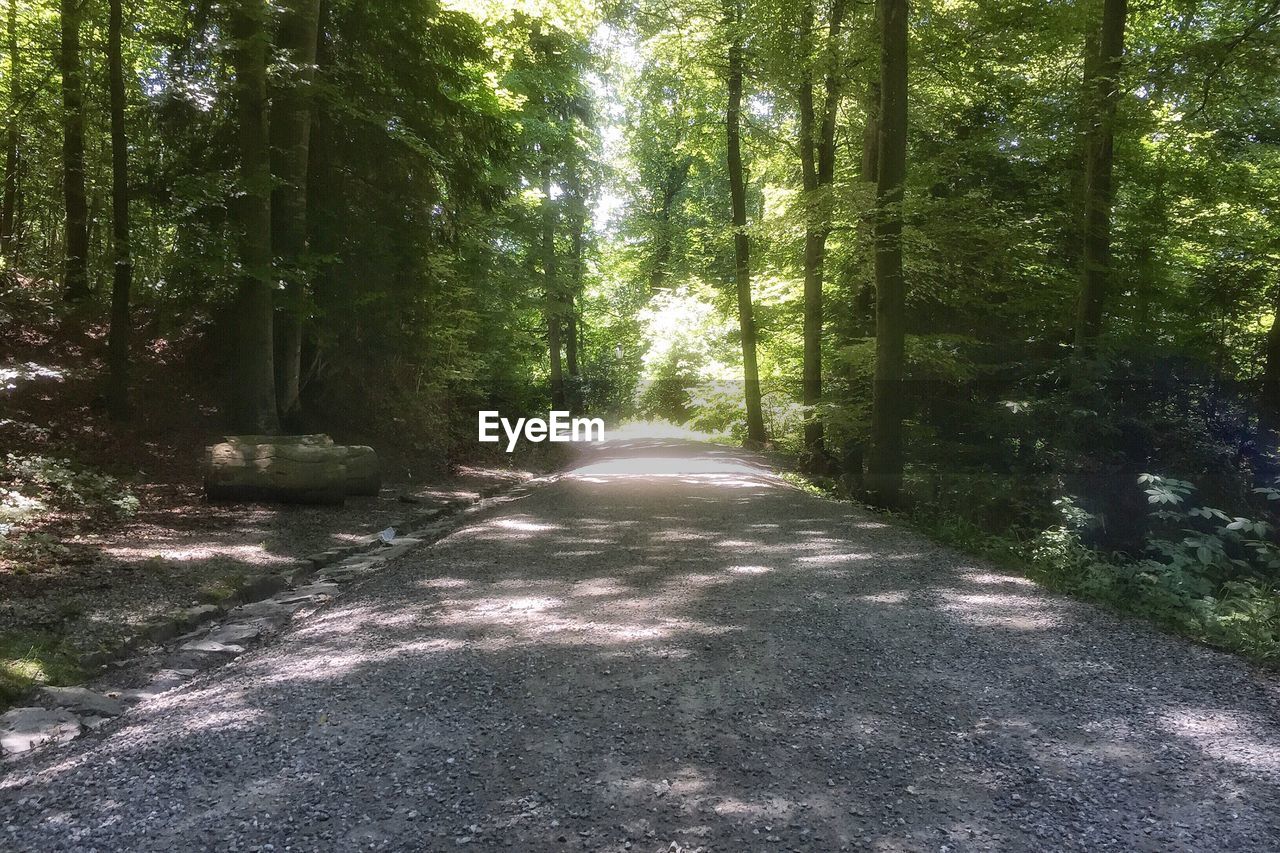 Walkway amidst trees in forest