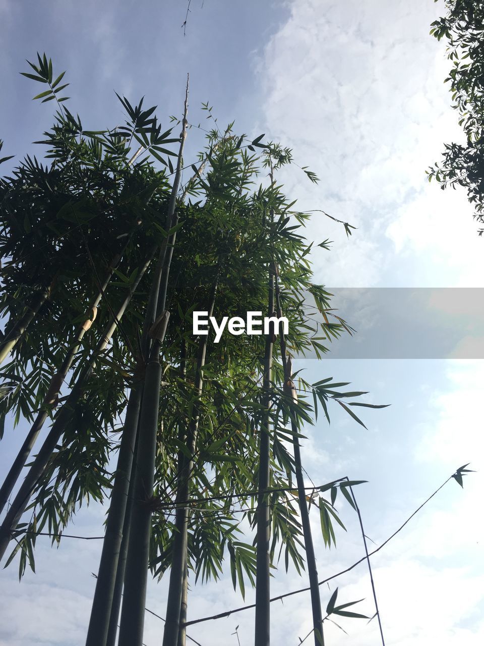 LOW ANGLE VIEW OF TREE BRANCHES AGAINST SKY