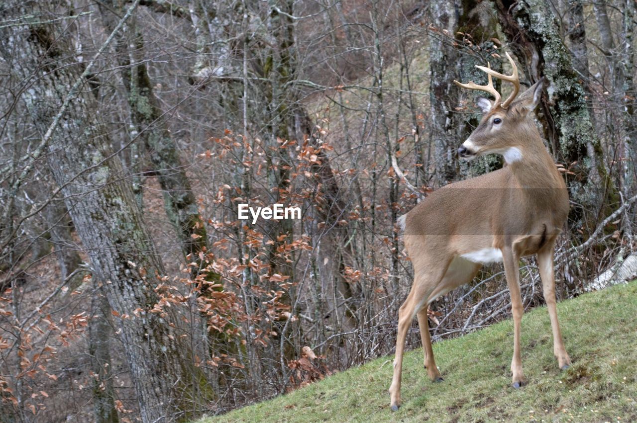 DEER STANDING AGAINST TREES