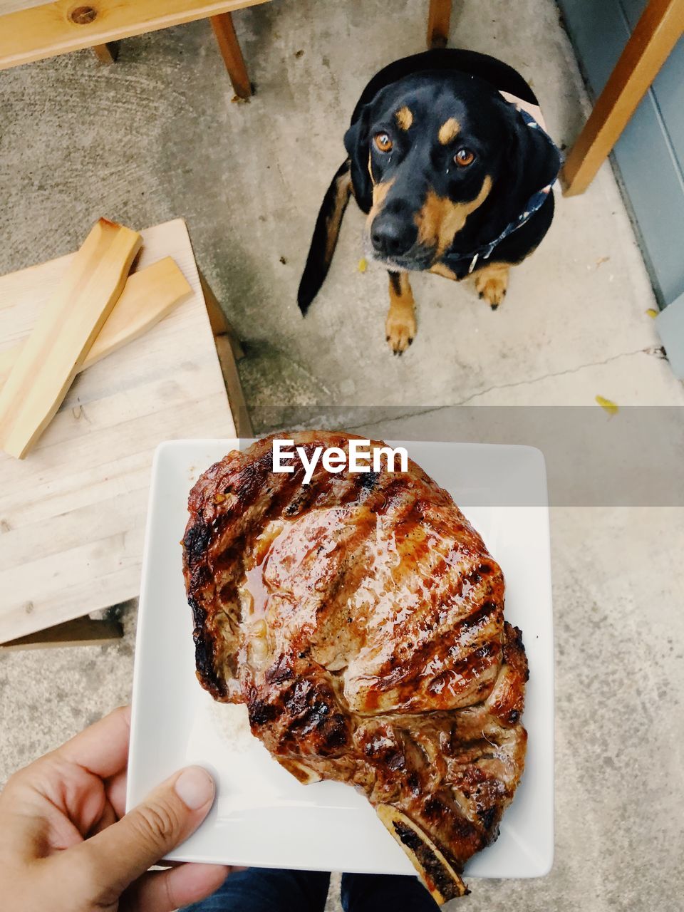 High angle view of hand holding meat while dog sitting on floor