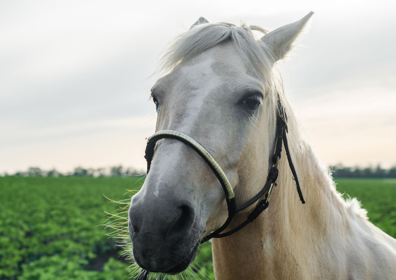 CLOSE-UP OF HORSE ON FIELD