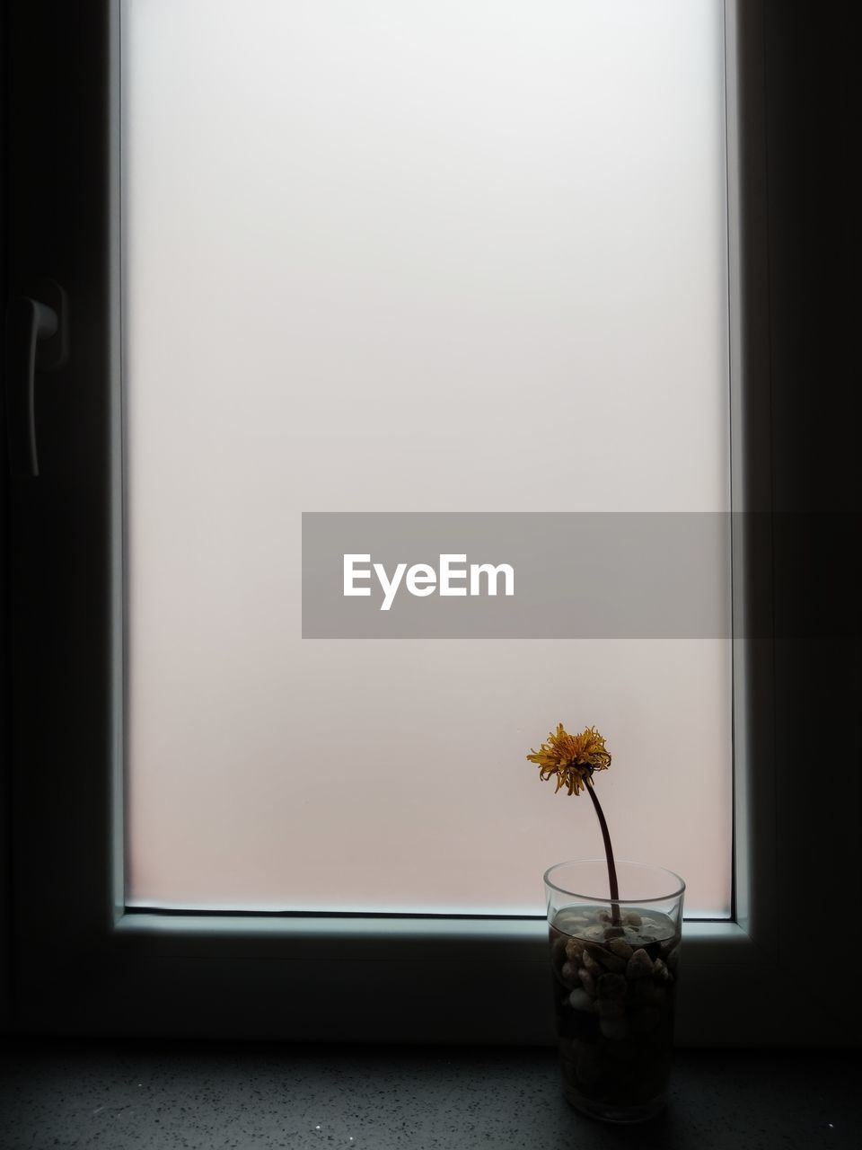Minimal photo of a yellow flower by the window
