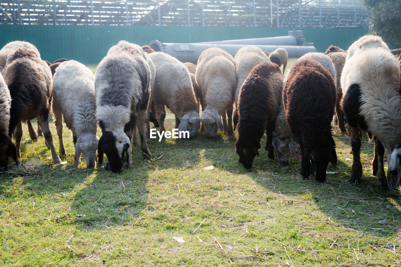 FLOCK OF SHEEP GRAZING IN FIELD