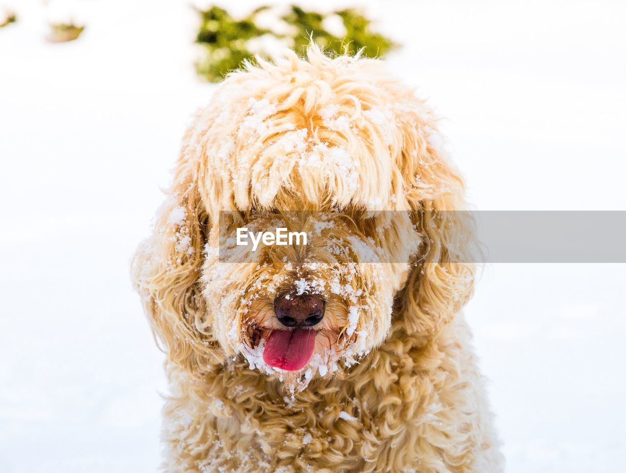 Close-up of dog in snow