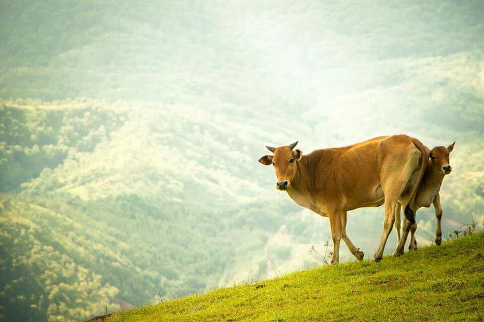 SHEEP GRAZING ON FIELD