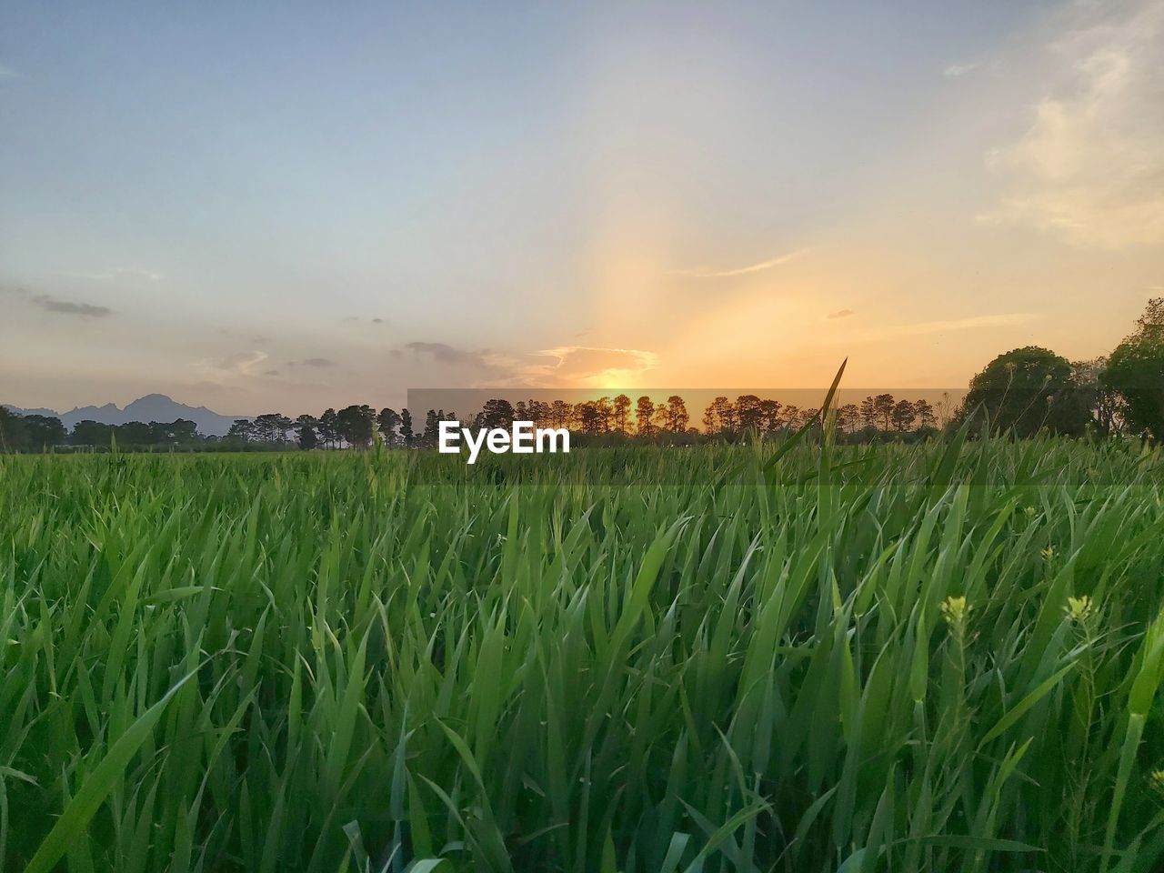 CROPS GROWING ON FIELD AGAINST SKY AT SUNSET