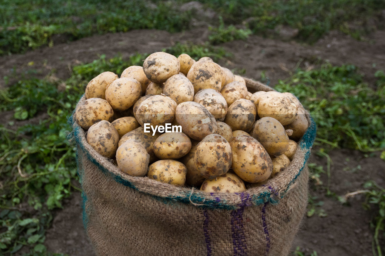 Close-up of raw potatoes in sack at farm