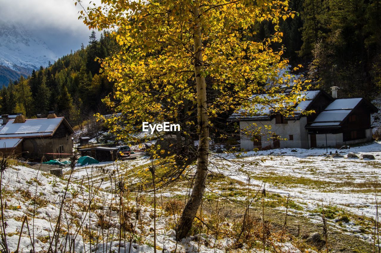 TREES AND HOUSES DURING WINTER SEASON