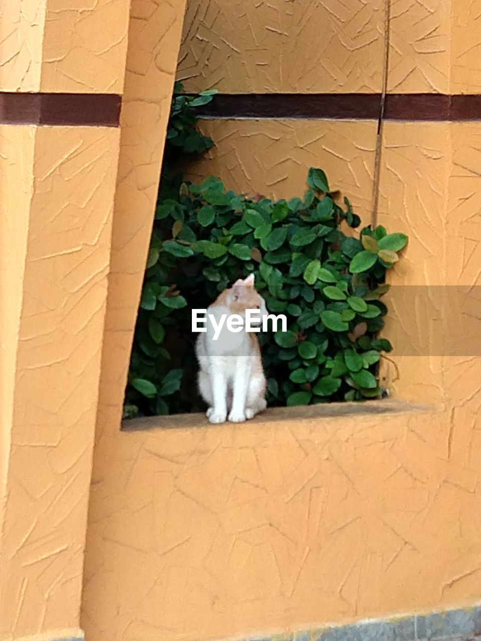 HIGH ANGLE VIEW OF CAT SITTING ON FLOOR