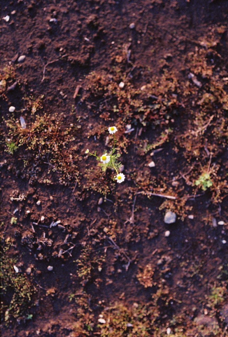 PLANT GROWING ON GROUND