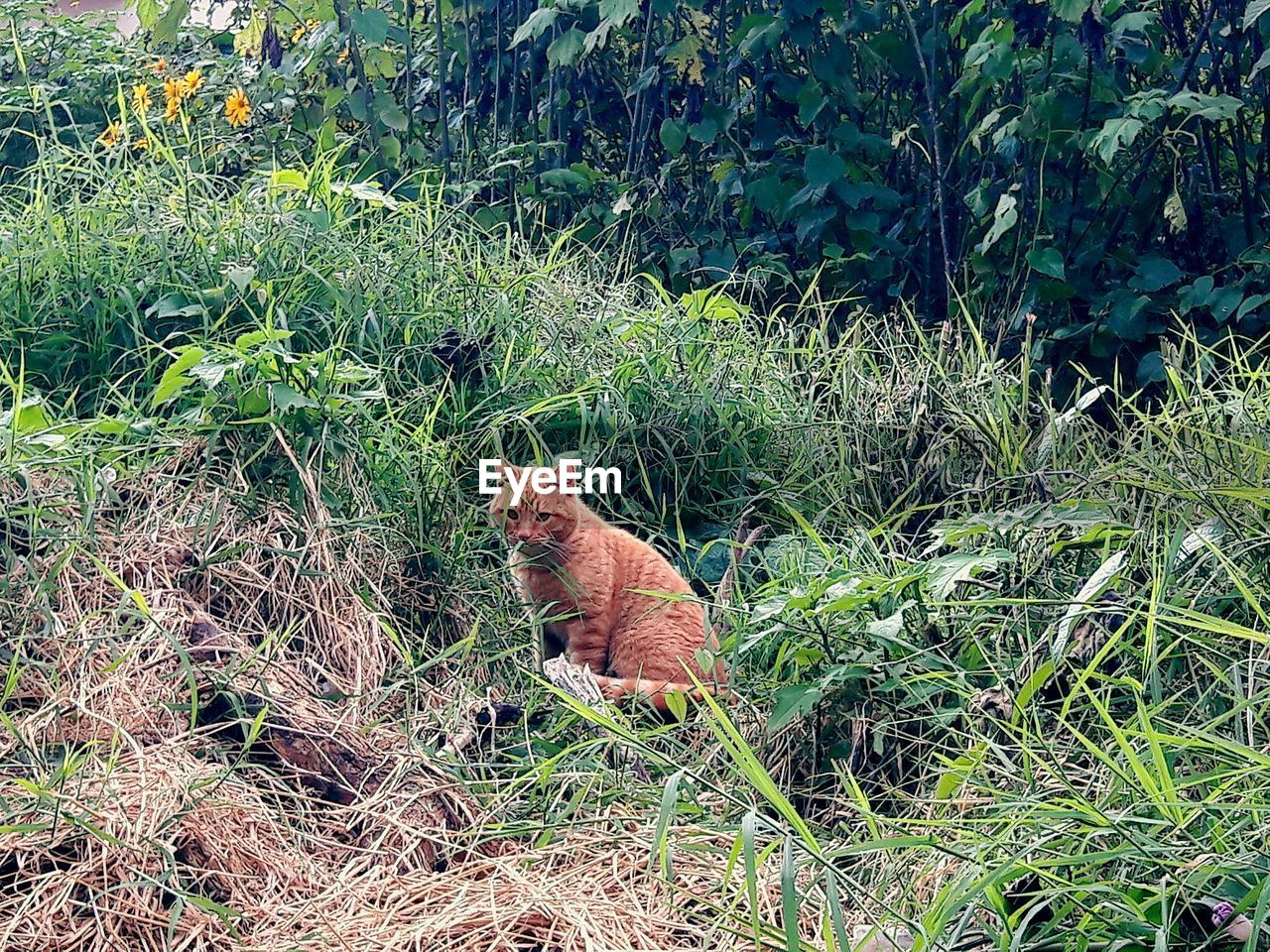 CAT ON FIELD