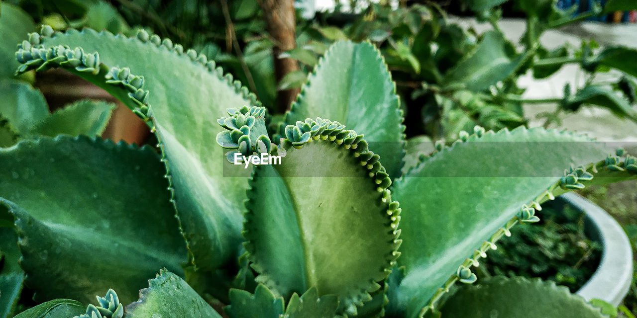 FULL FRAME SHOT OF SUCCULENT PLANTS