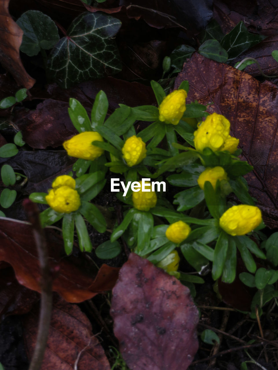 CLOSE UP OF YELLOW FLOWERS