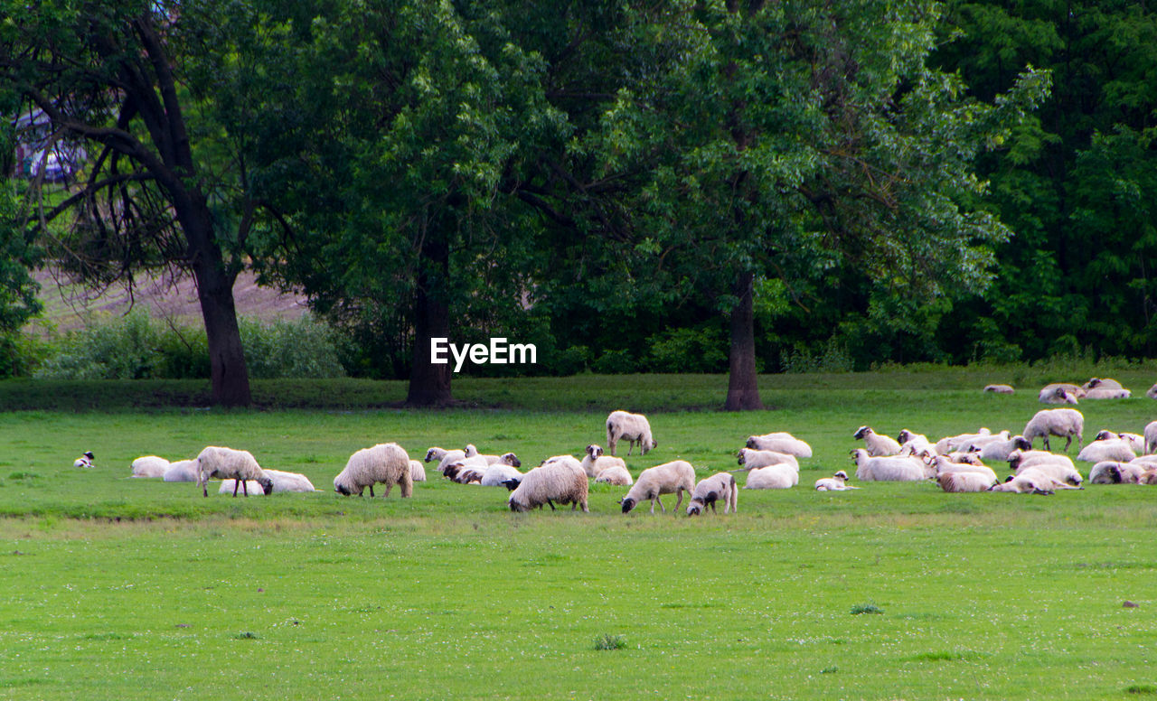 HORSES GRAZING IN A FIELD