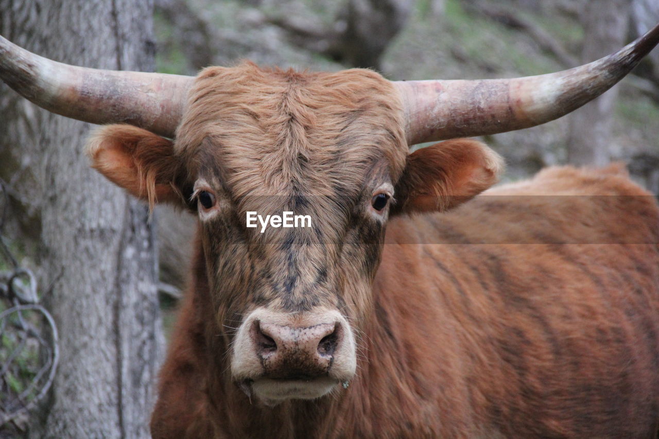 Portrait of cow standing outdoors