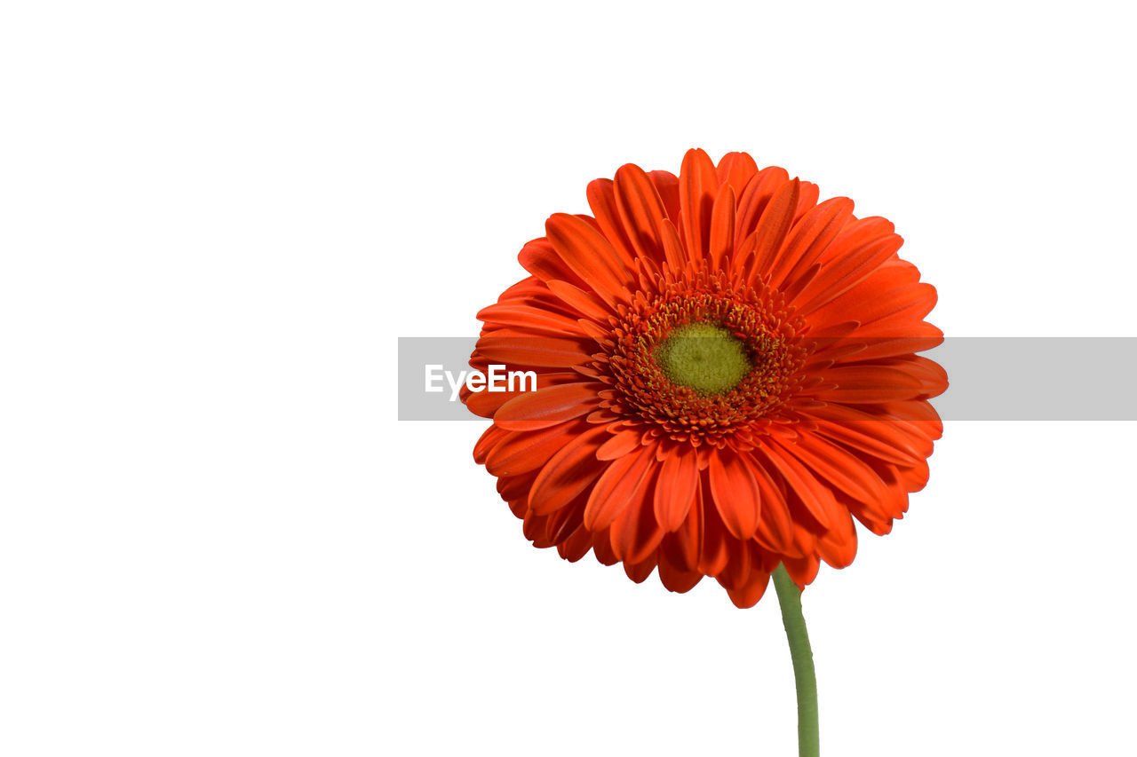 CLOSE-UP OF ORANGE DAISY AGAINST WHITE BACKGROUND