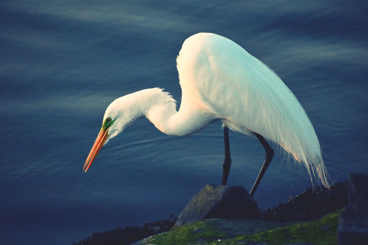 Close-up of bird perching on shore against sky