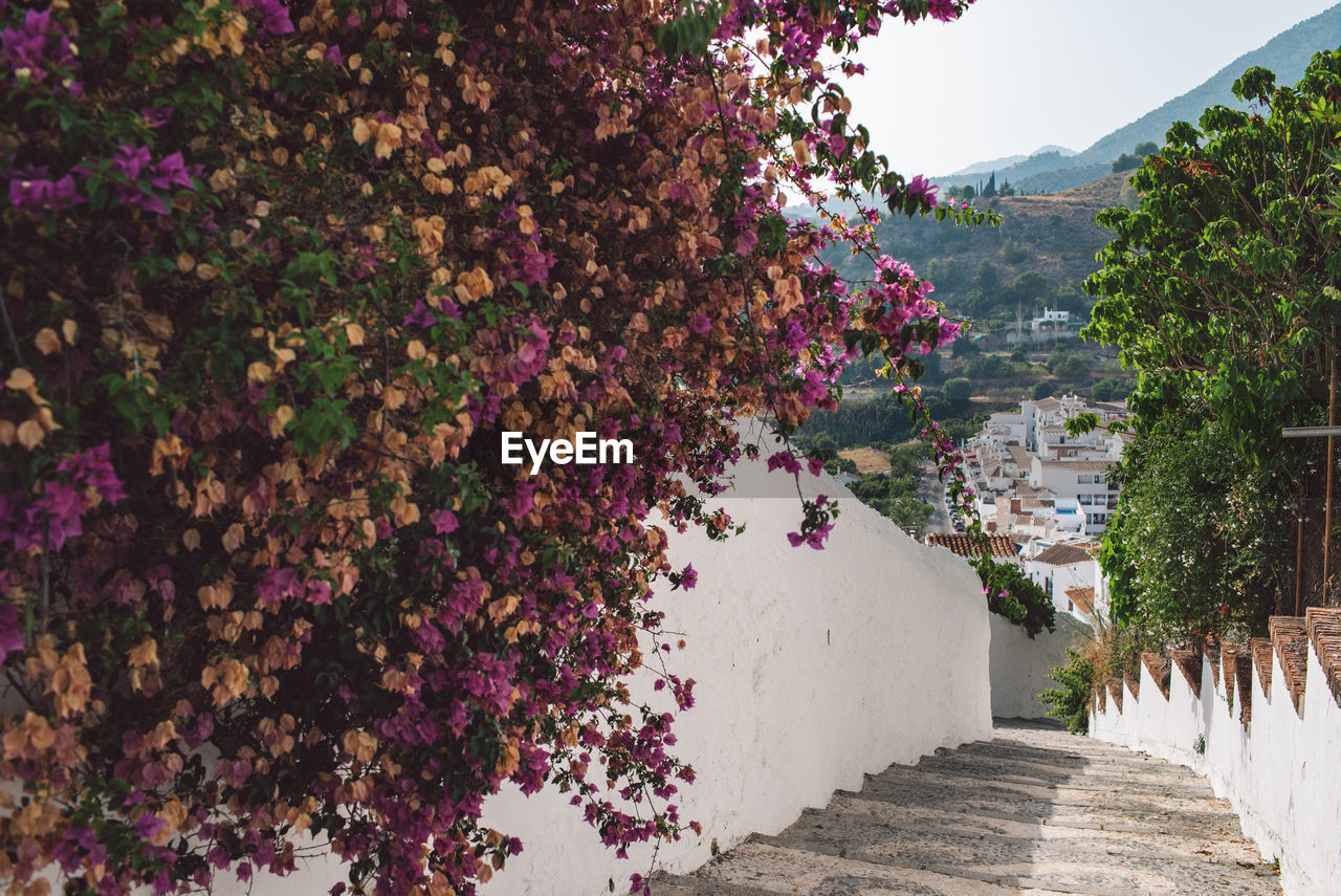 Purple flowering plants by footpath against sky