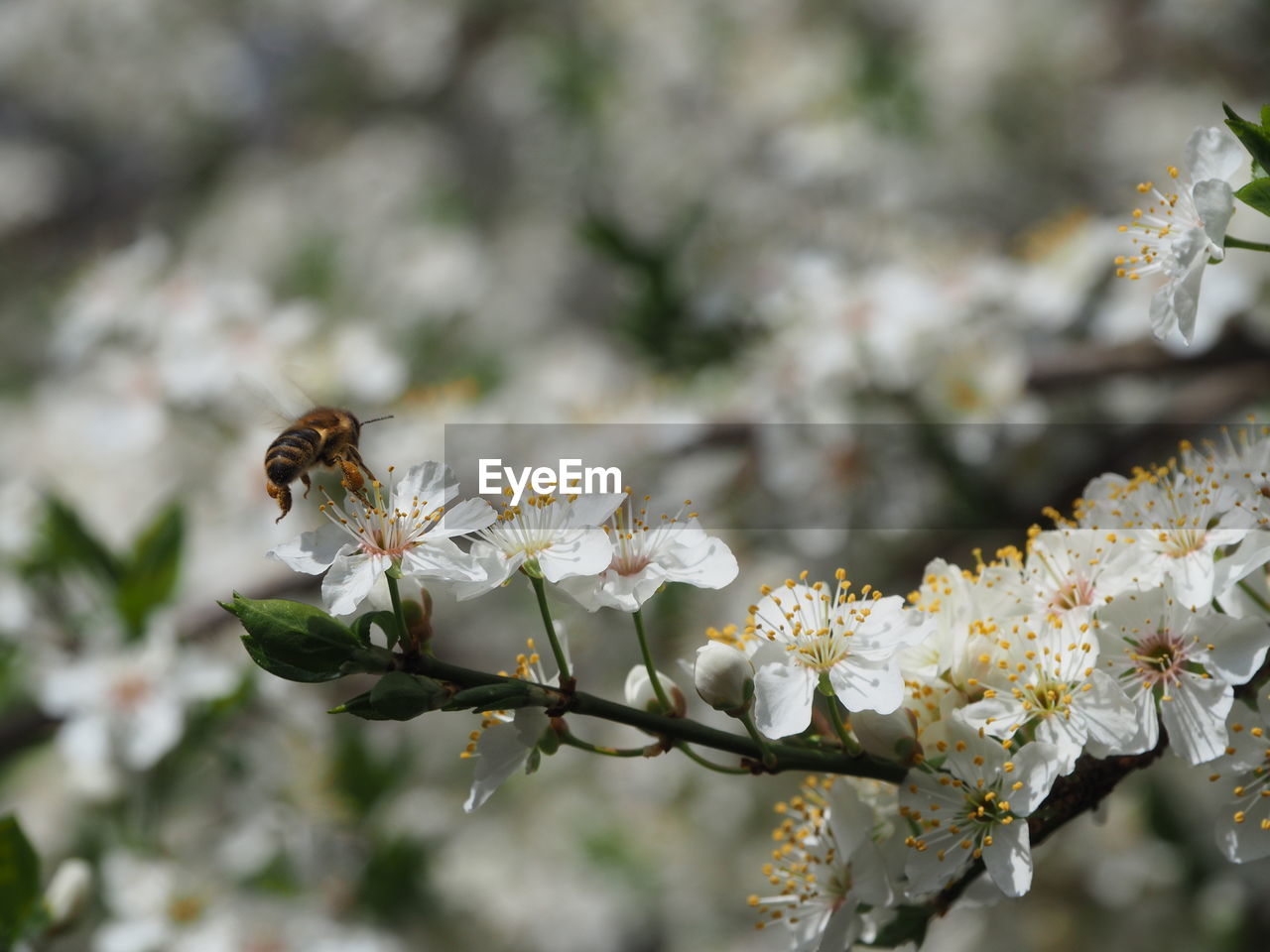 Flying bee at white blossom
