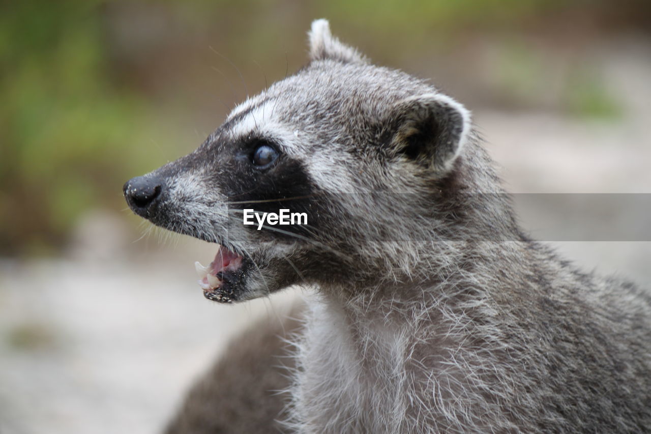 Close-up of raccoon