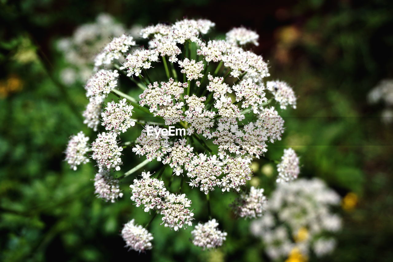 CLOSE UP OF WHITE FLOWERING PLANT