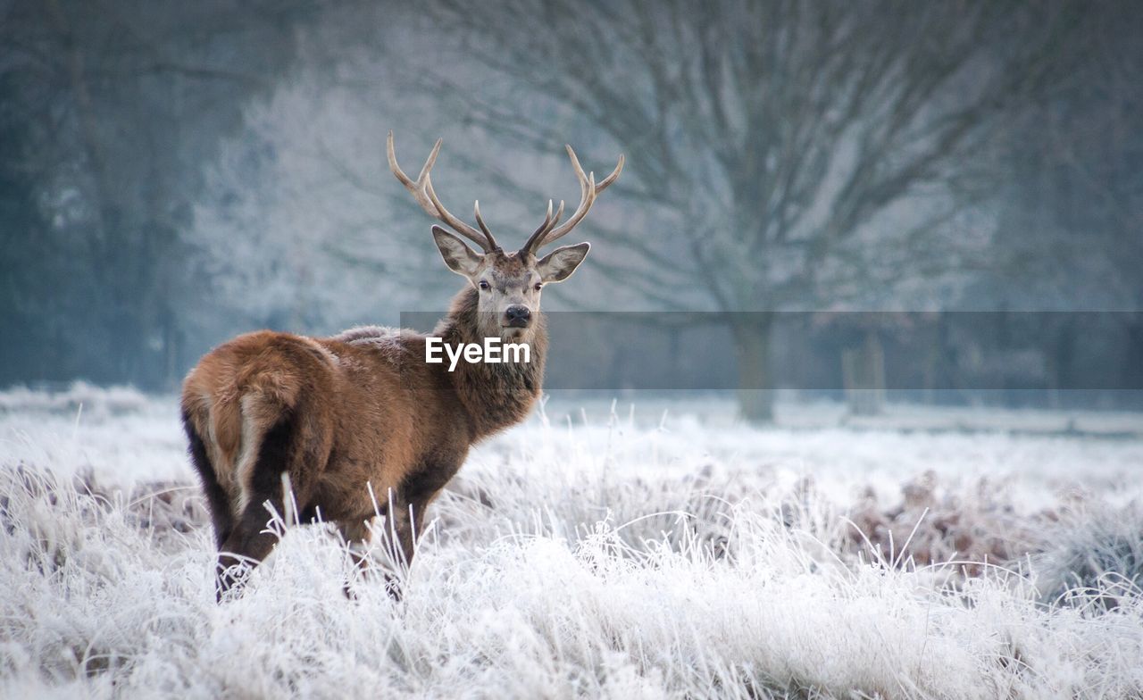 Deer on snow covered field