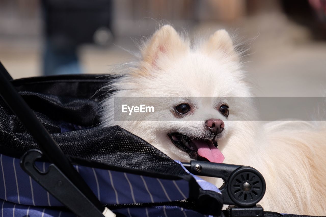 Close-up of pomeranian with stroller