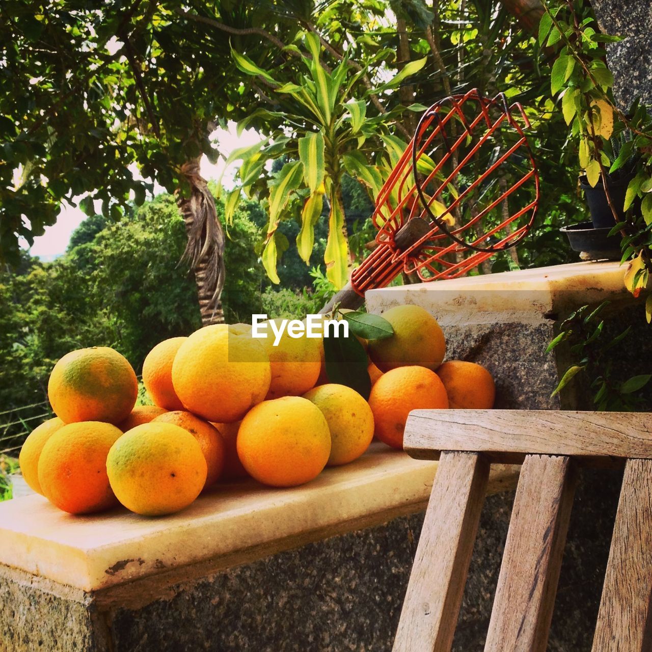 Orange fruits on retaining wall at yard