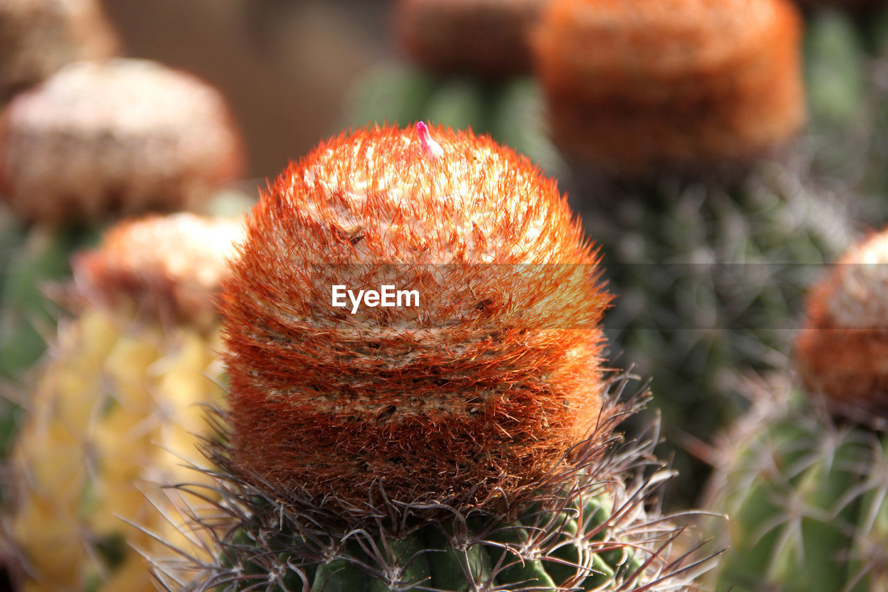 CLOSE-UP VIEW OF FRESH ORANGE