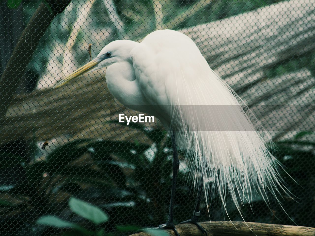 Close-up of white bird at zoo