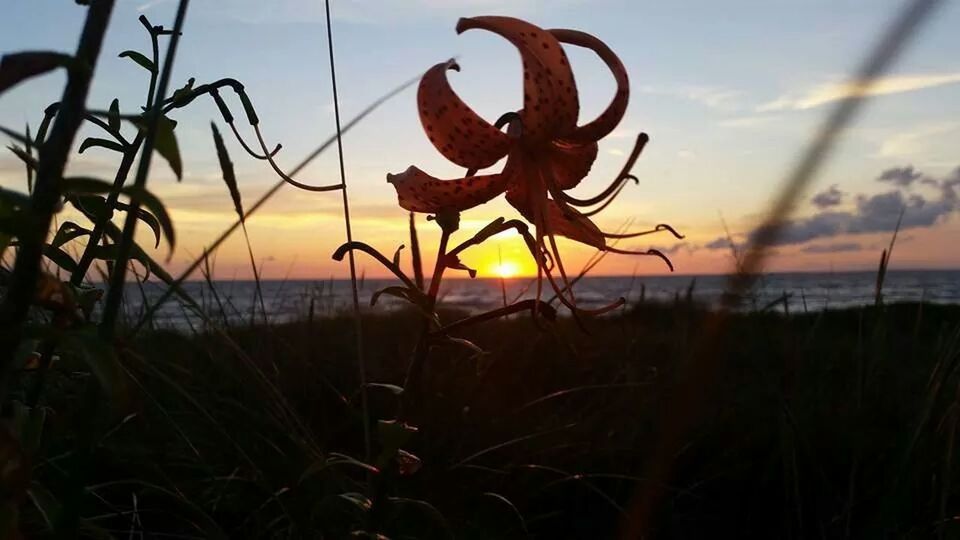 CLOSE-UP OF PLANTS AGAINST SUNSET