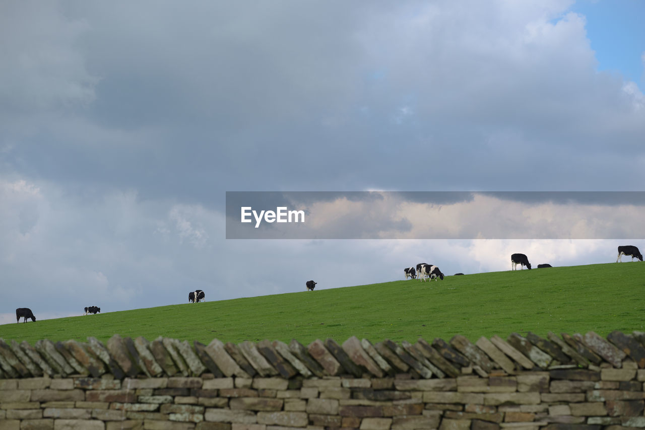 FLOCK OF BIRDS ON FIELD