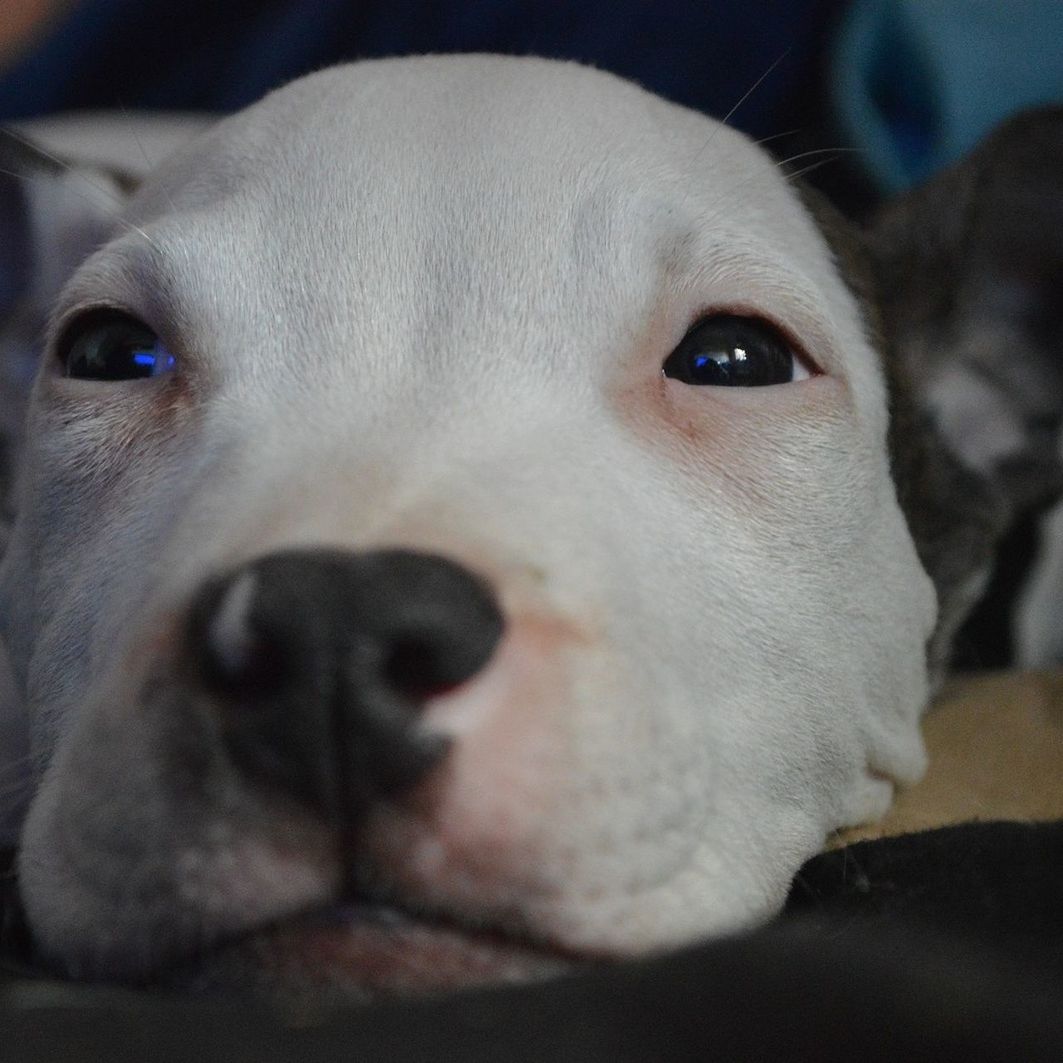 Close-up of white pit bull terrier puppy at home