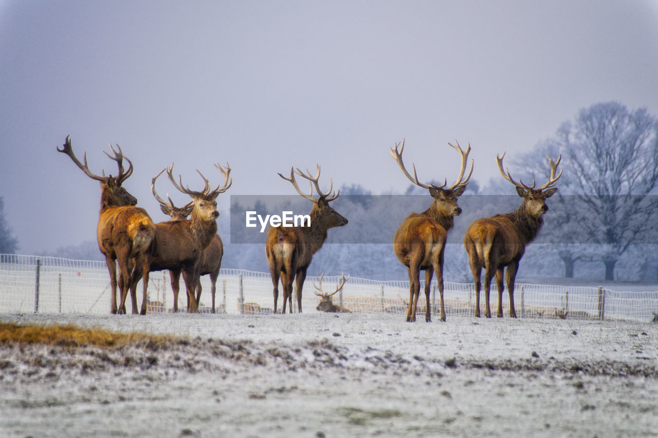 Deers in a field