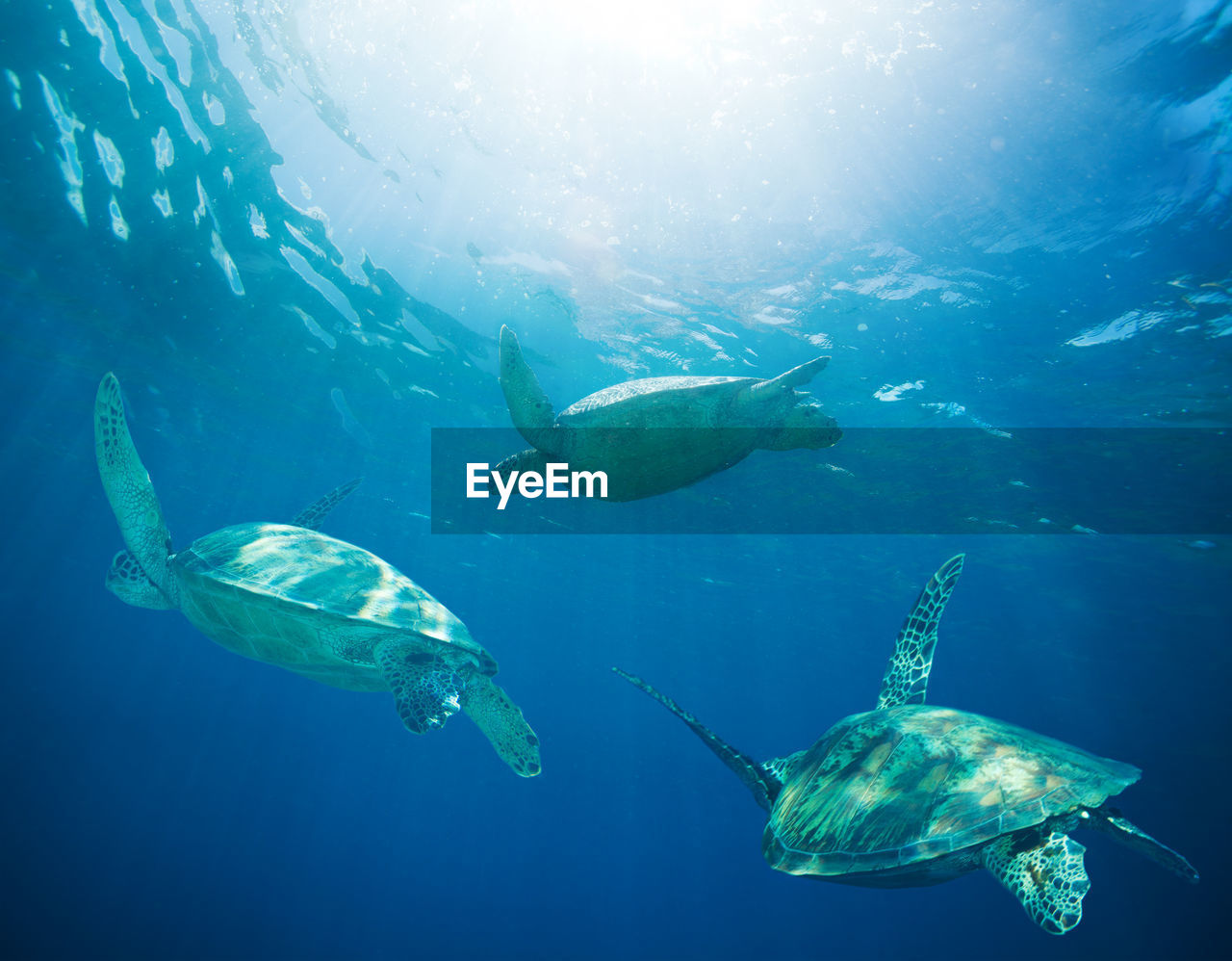 UNDERWATER VIEW OF FISH SWIMMING